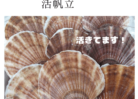 オホーツク産活帆立
