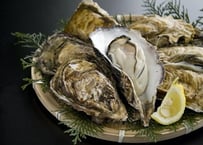 次シーズン11月販売開始予定　サロマ湖産　2年牡蠣2kg (約16粒前後）