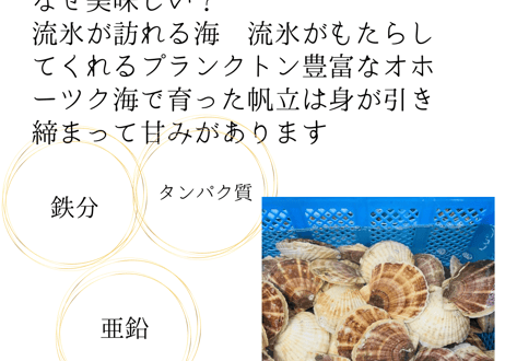 オホーツク産活帆立