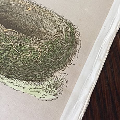 nest egg print　アンティークエッグプリント　鳥類図鑑