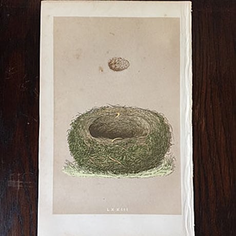 nest egg print　アンティークエッグプリント　鳥類図鑑