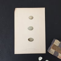 egg print / アンティーク図鑑エッグプリント