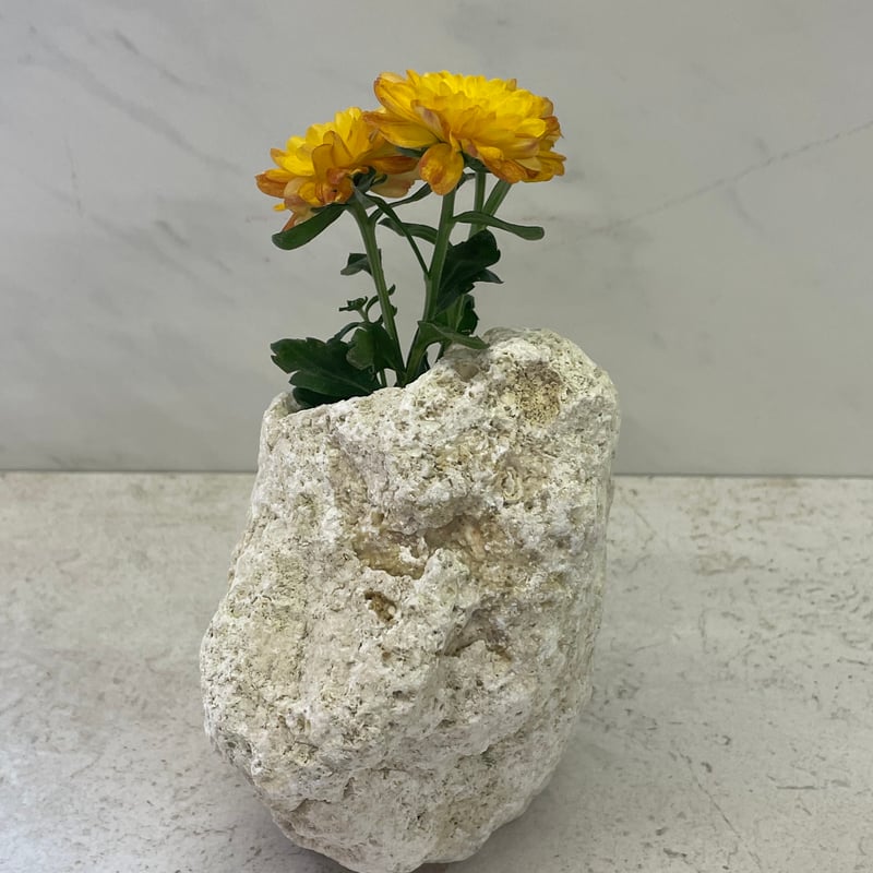 琉球石灰岩の花瓶 | crest.opj