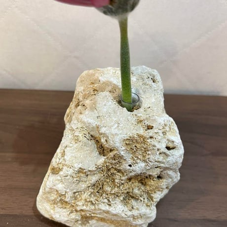 琉球石灰岩一輪挿し