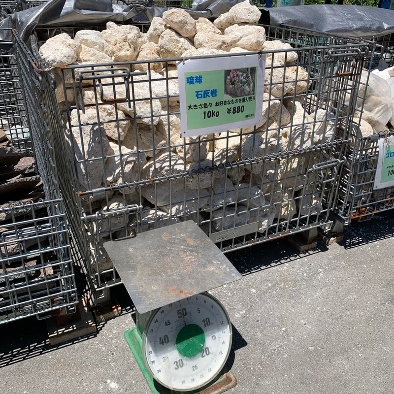 琉球石灰岩 Φ100～250mm 18kg | crest.opj