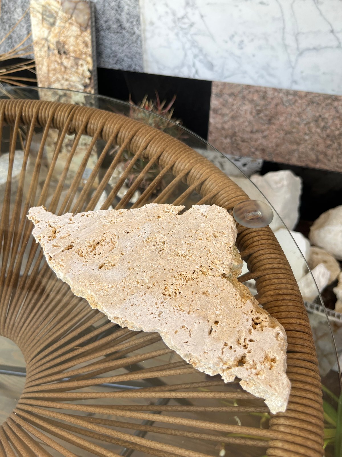 琉球石灰岩プレート | crest.opj