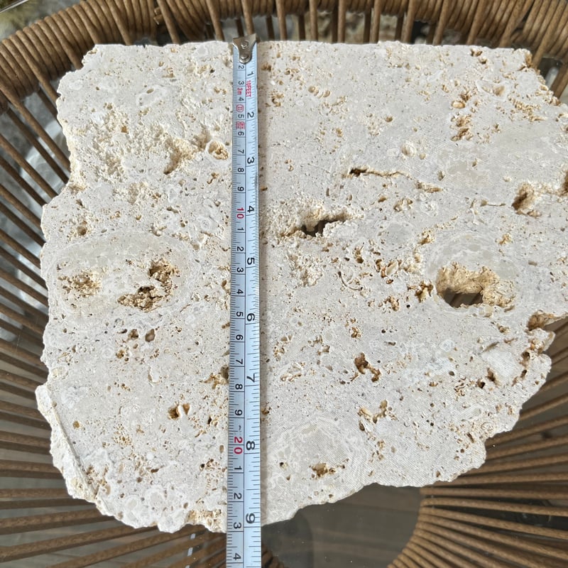 ガジュマル　琉球石灰岩巻き付 ガジュマル 琉球石灰岩巻き付 Okinawa琉球石灰岩プレート | crest.opj