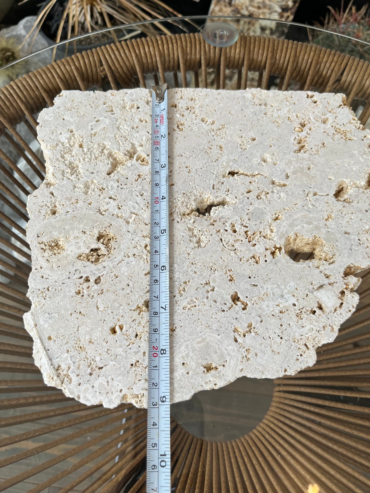 ガジュマル　琉球石灰岩巻き付 ガジュマル 琉球石灰岩巻き付 RYUKYU SEKKAIGAN/琉球石灰岩 | TECTURE