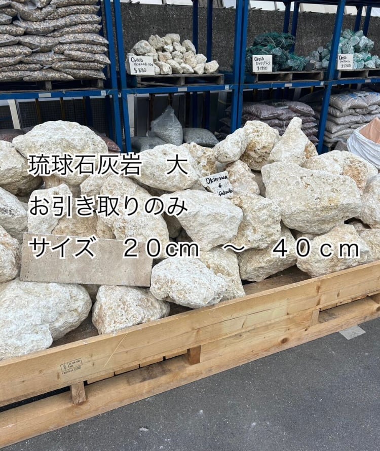 ガジュマル　琉球石灰岩巻き付 SOLD  琉球盆栽 - RYUKYU BONSAI - plants : ficus microcarpa 石