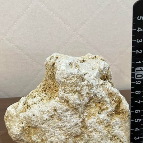 琉球石灰岩一輪挿し