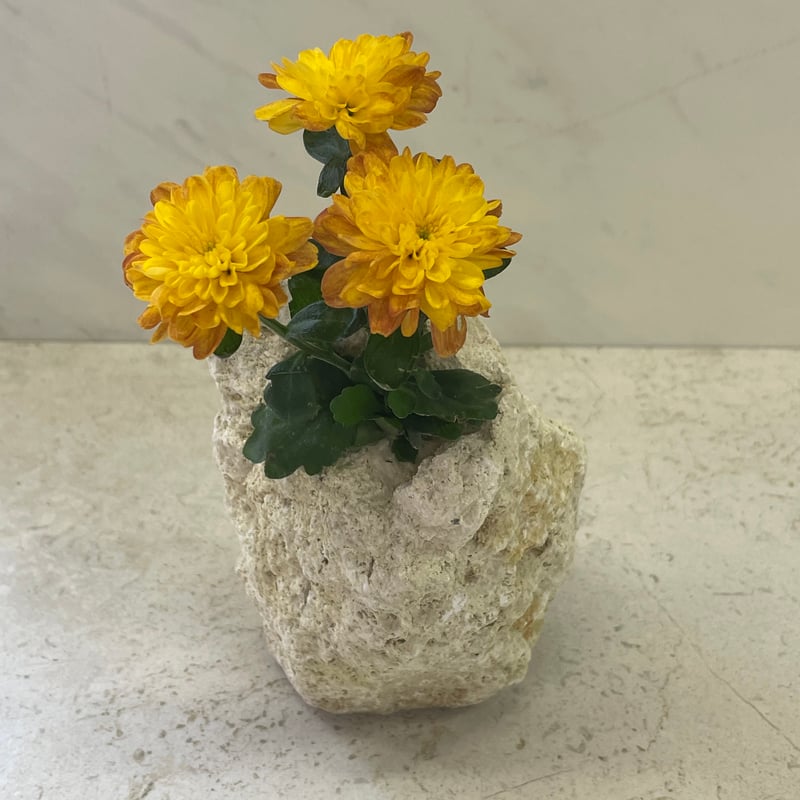 琉球石灰岩 鉢植え 約17㎝×約19㎝ 琉球石灰岩 鉢植え 約17㎝×約19㎝