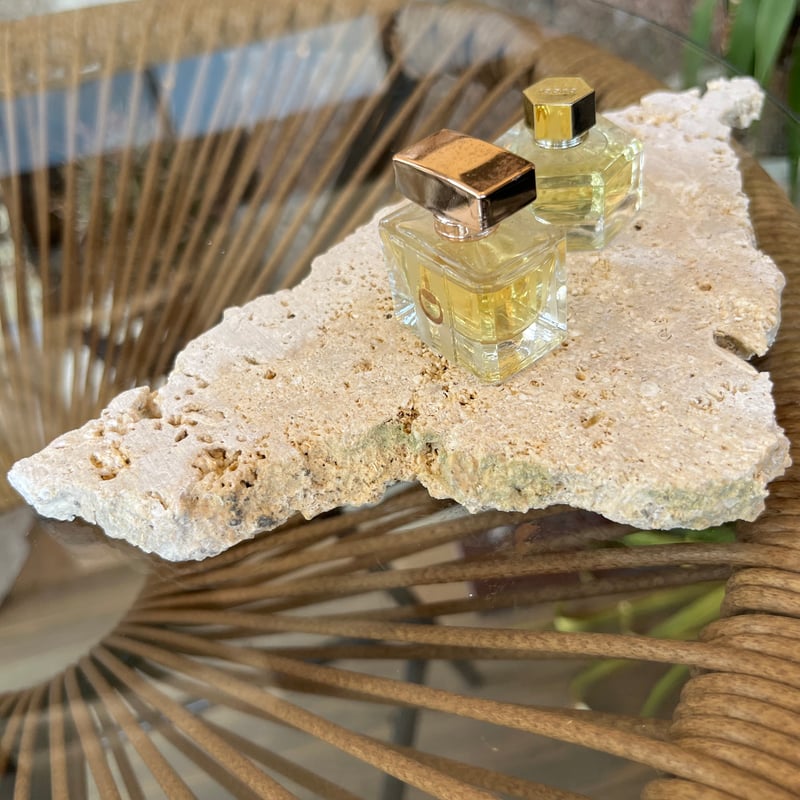 ガジュマル　琉球石灰岩巻き付 SOLD  琉球盆栽 - RYUKYU BONSAI - plants : ficus microcarpa 石