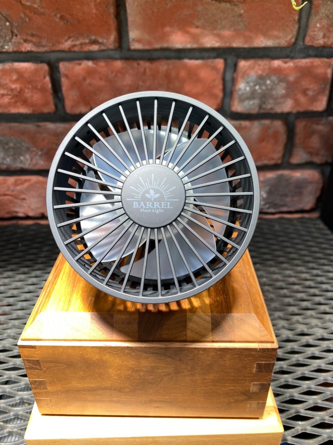 【送料無料】Aechmea 'Vista'〔エクメア〕現品発送A186 小型送風機【Aechmea】 (4個) | CANDY RED's STORE