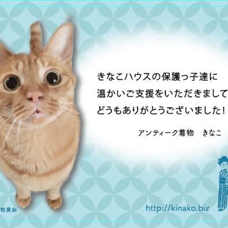 【2か月毎】保護猫たちへの定期支援