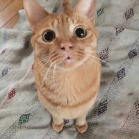 【毎月】保護猫たちへの定期支援