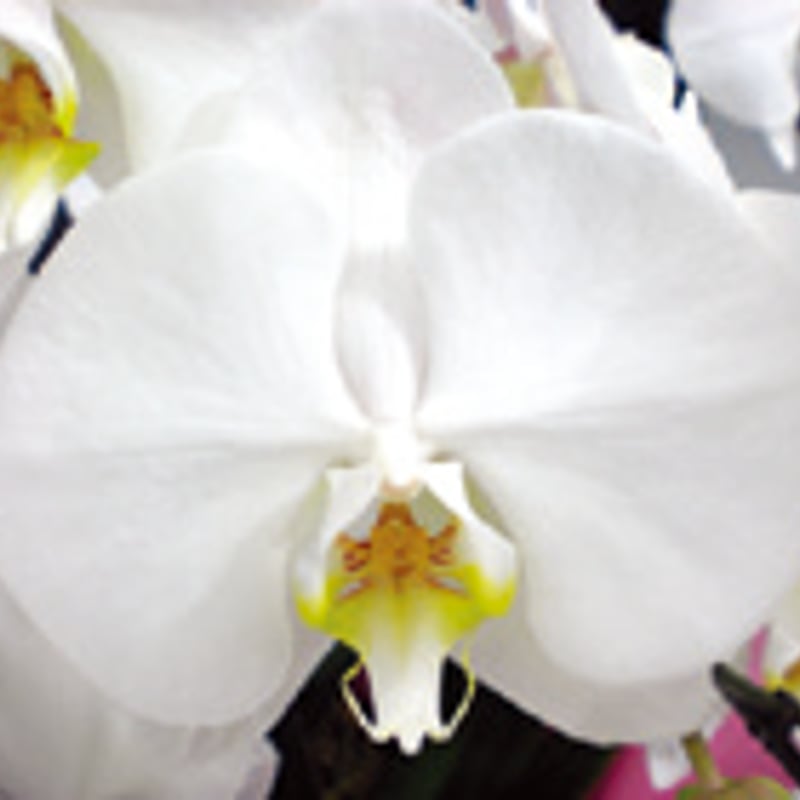 蘭鉢 リ・アン胡蝶蘭 1本立 和風グラデーション鉢 - 胡蝶蘭専門店 Lian