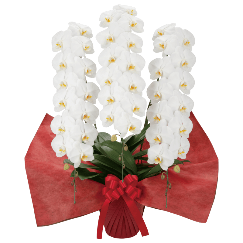 小澤一正、日常の静物-胡蝶蘭-、希少な画集より、新品高級額・額装付 小澤一正、日常の静物-胡蝶蘭-、希少な画集より、新品高級額・額装