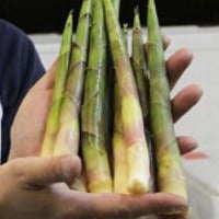 2026年販売中【5月中旬より順次発送予定】【山形旬の山菜】細竹　1kg　≪送料無料≫