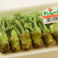 2026年販売中【山形旬の山菜】たらの芽Mサイズ【ハウス栽培】3P入り1ケース≪送料無料≫