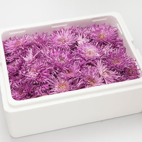 2025年販売中★シャキシャキの食用菊「早生もってのほか」（約1ｋｇ）≪送料無料≫