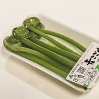 2026年販売中【4月中旬より順次発送予定】【山形旬の山菜】青こごみ【天然】1kg≪送料無料≫