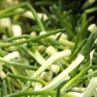 2026年販売中【山形旬の味覚】山あさつき1kg≪送料無料≫