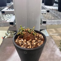 CL5 ケラリアピグマエア