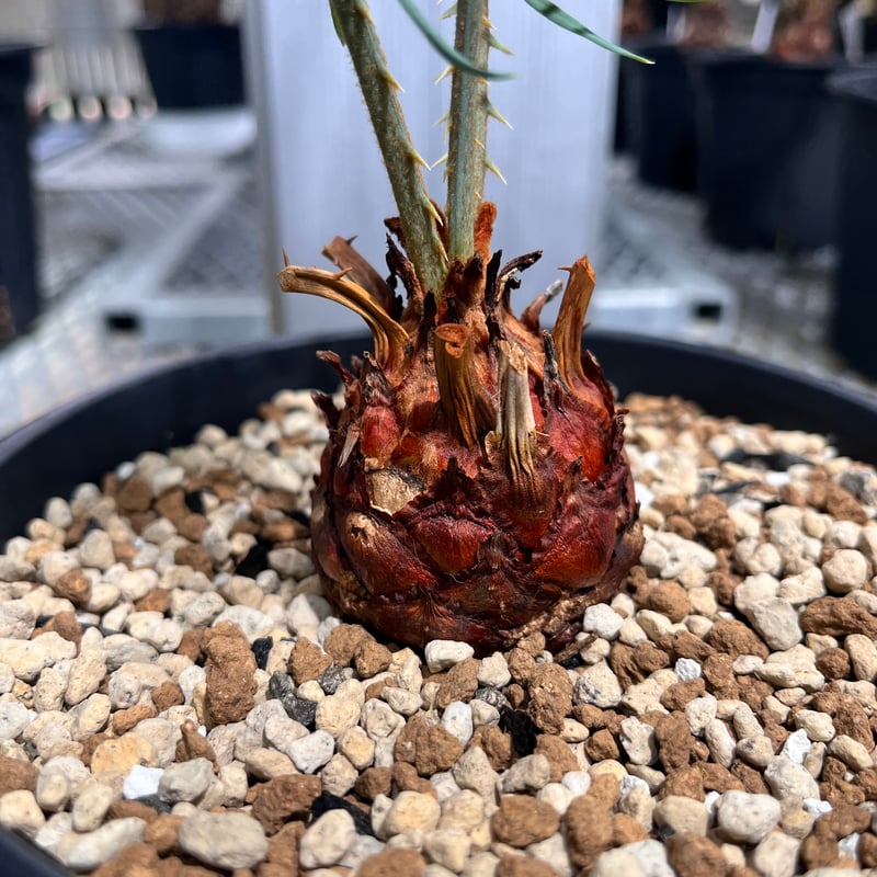 Cycas cairnsiana サイカスカイルンシアナ CC5] サイカスカイルンシアナ | KANIK