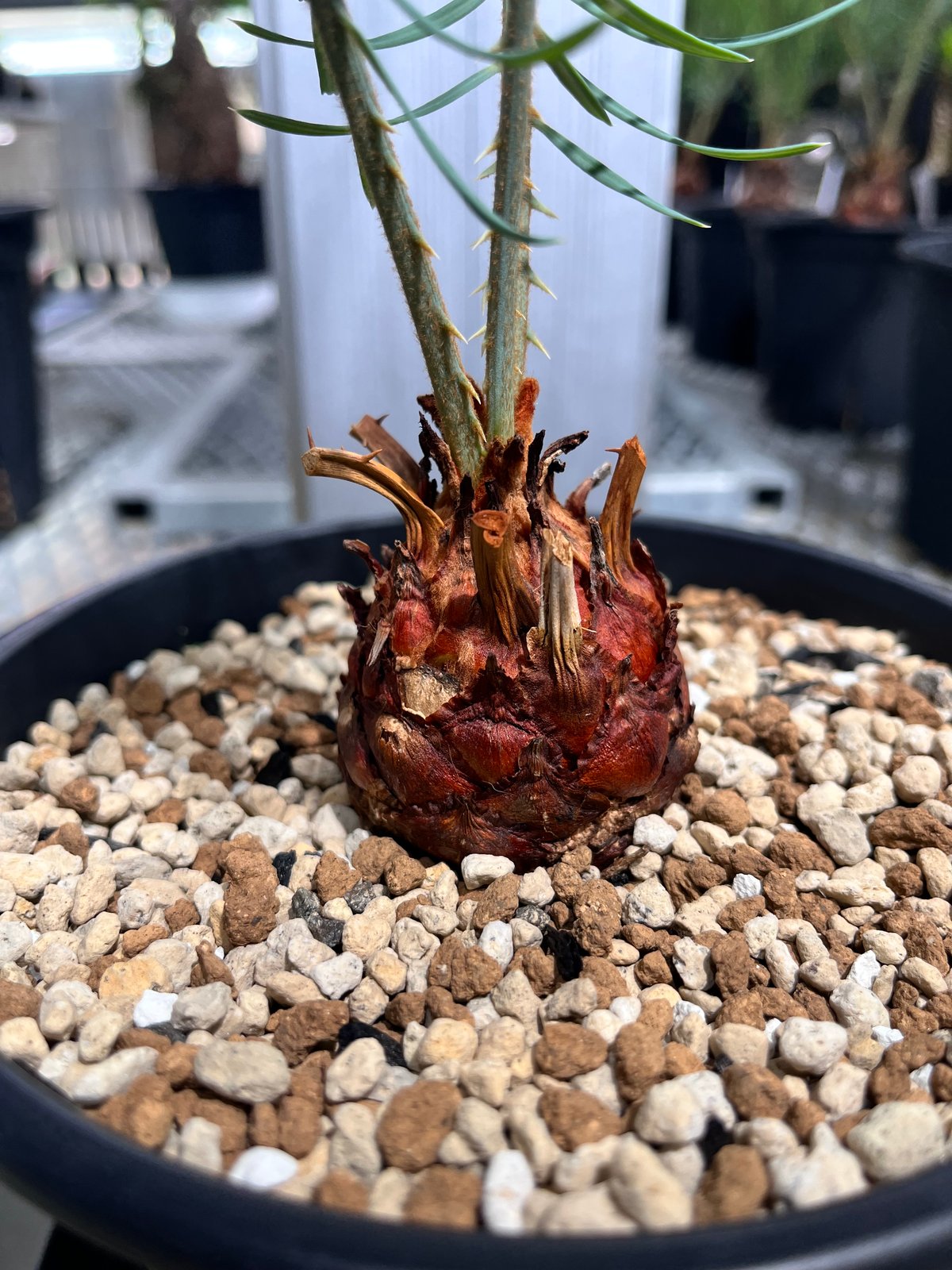 Cycas cairnsiana サイカスカイルンシアナ CC5] サイカスカイルンシアナ | KANIK