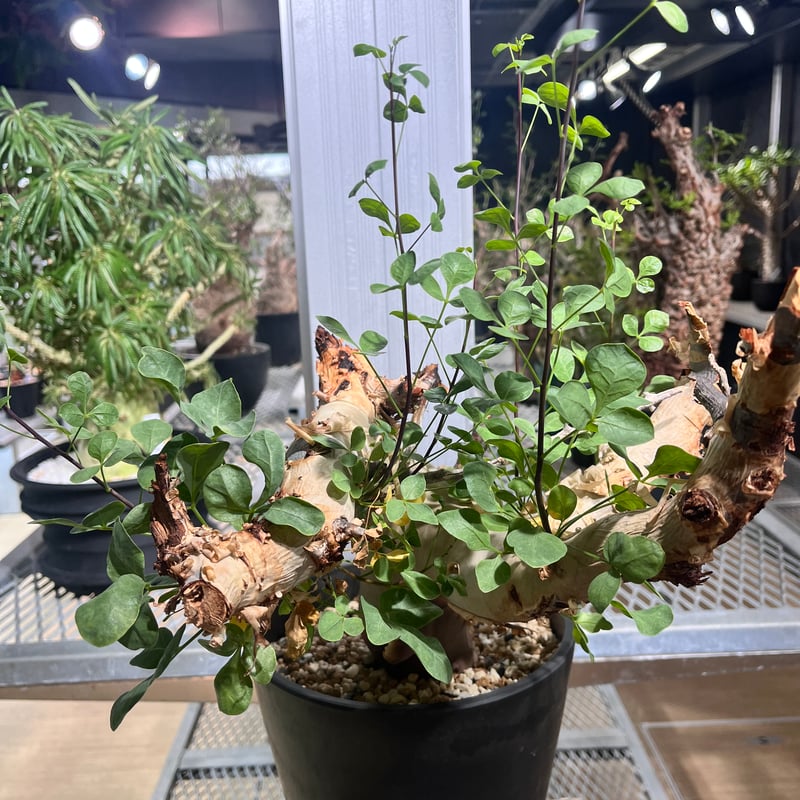 コミフォラカタフ　ソマリア産 コミフォラカタフ ソマリア産 みやび鉢付き コミフォラカタフ ソマリア