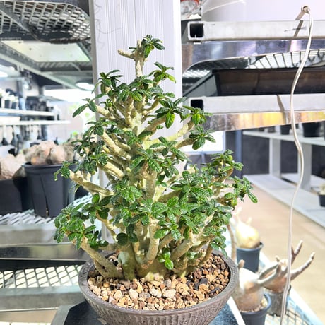 園芸ネット本店｜ドルステニア：ギガス 7号鉢植え23-02 の通販【公式】