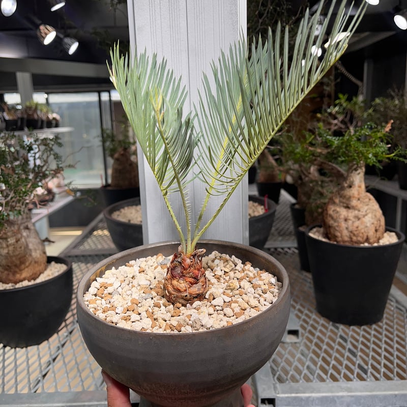 発根済 サイカス カイルンシアナ× 普賢鉢 | KANIK