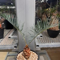 ユッカマルデヌベス var. rigida 4 | KANIK