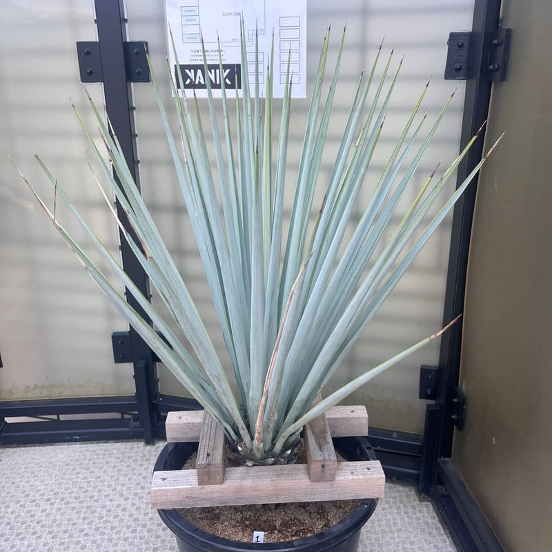 マルデヌベスver.リギダ m38096760673_1.jpg?1712271188