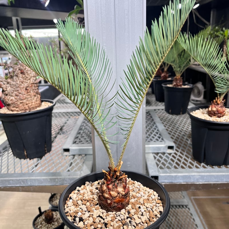 CC2] サイカスカイルンシアナ | KANIK