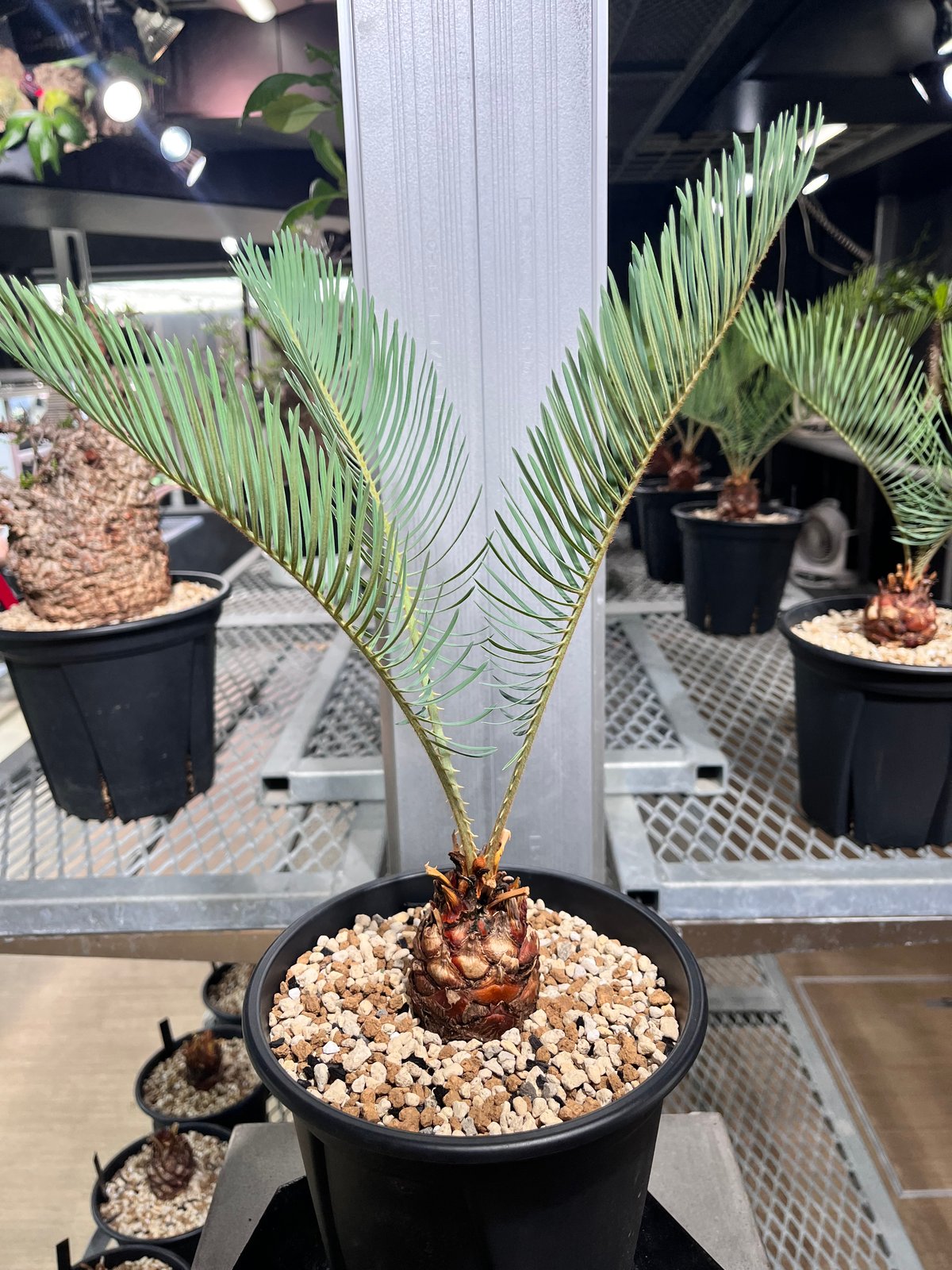 CC2] サイカスカイルンシアナ | KANIK