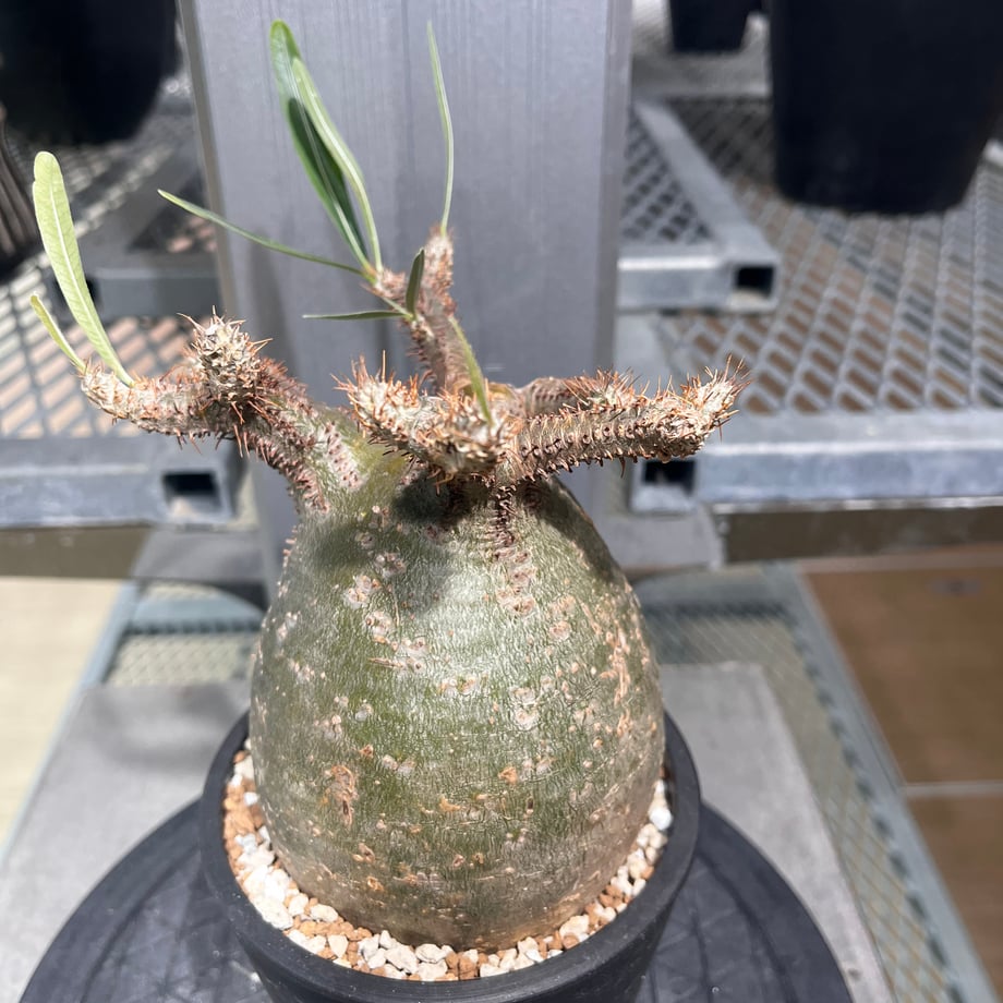 67402ea4d3c2c91dacc7e667