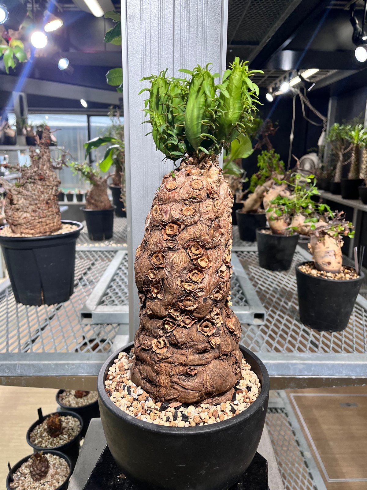 ユーフォルビアムランジーナ 現地球 | KANIK