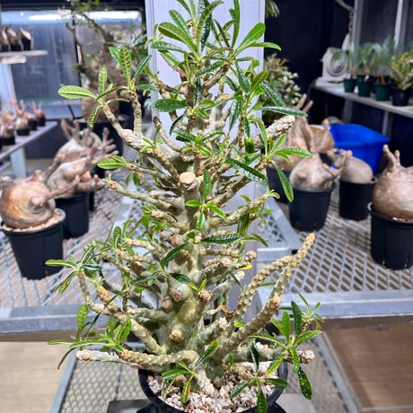 ドルステニアギガス | STORES