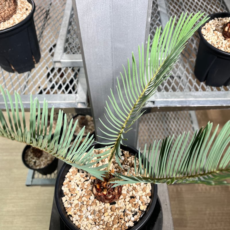 CC2] サイカスカイルンシアナ | KANIK