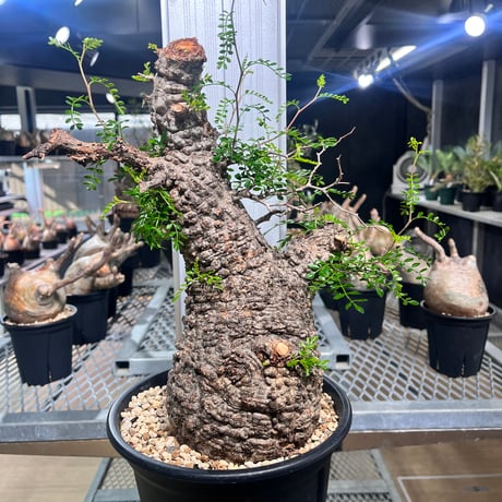 パキプス | STORES