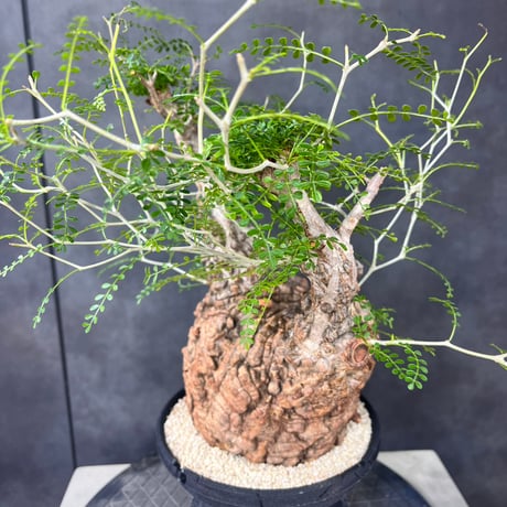 発根済　オペルクリカリア パキプス ×plants greed
