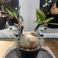 パキポディウム グラキリス　100501