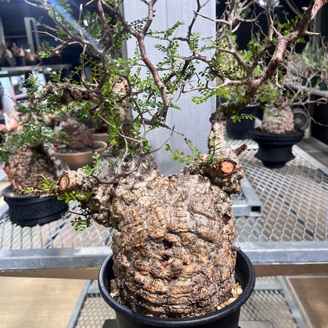 オペルクリカリアパキプス | STORES