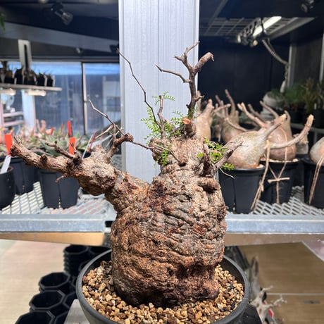 オペルクリカリアパキプス | STORES