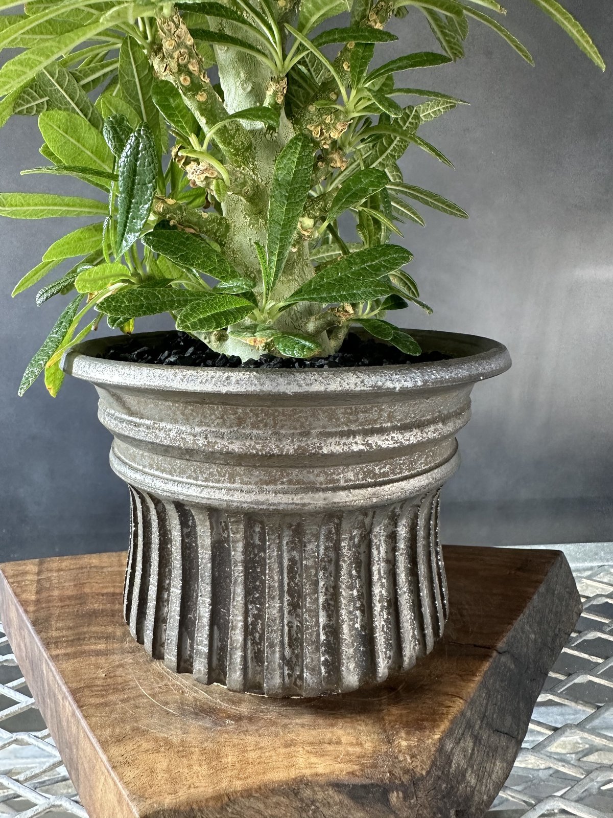 ☆爆安！！☆ 甘酸っぱく ドルステニア ジプソフィラ kikko鉢 