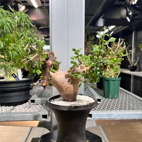 リ*ス様 コミフォラ カタフ ピュア 発根済み Commiphora kataf pure コミフォラ ピュアカタフ 発根済現地株 4