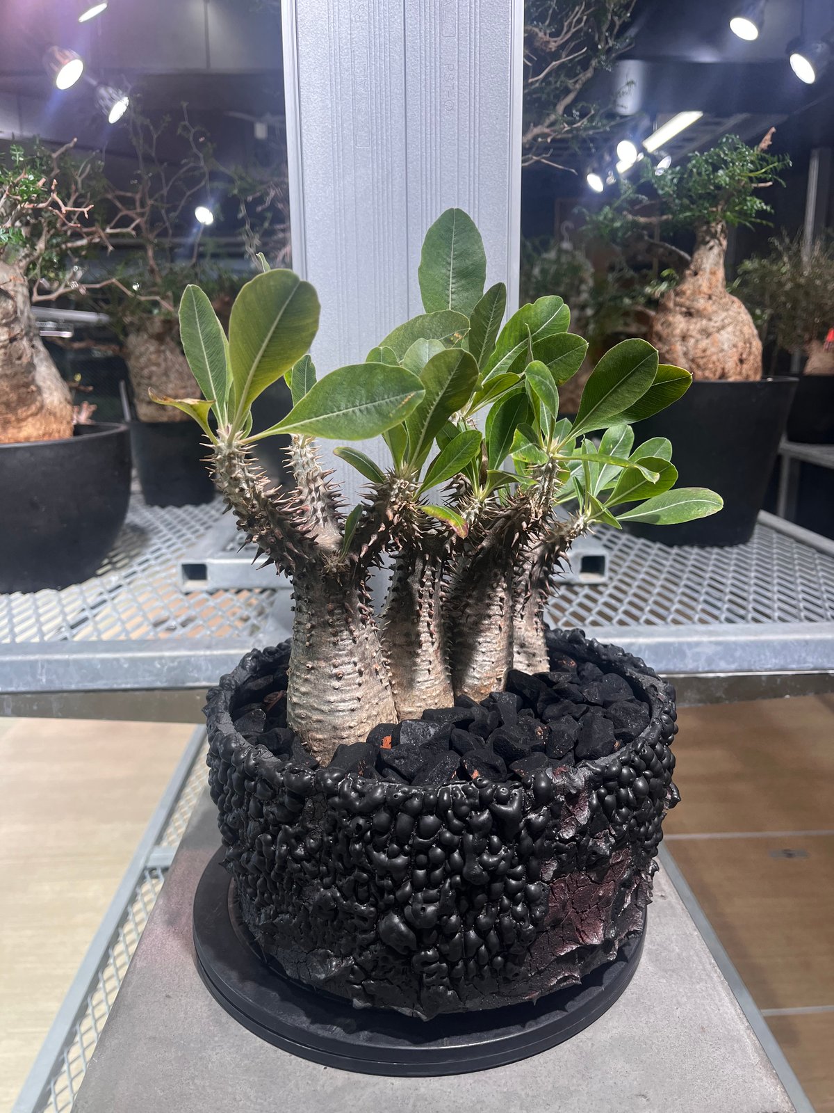 パキポディウム マカイエンセ/グラキリス？ パキポディウム マカイエンセ(グラキリス型)塊根植物 コーデックス