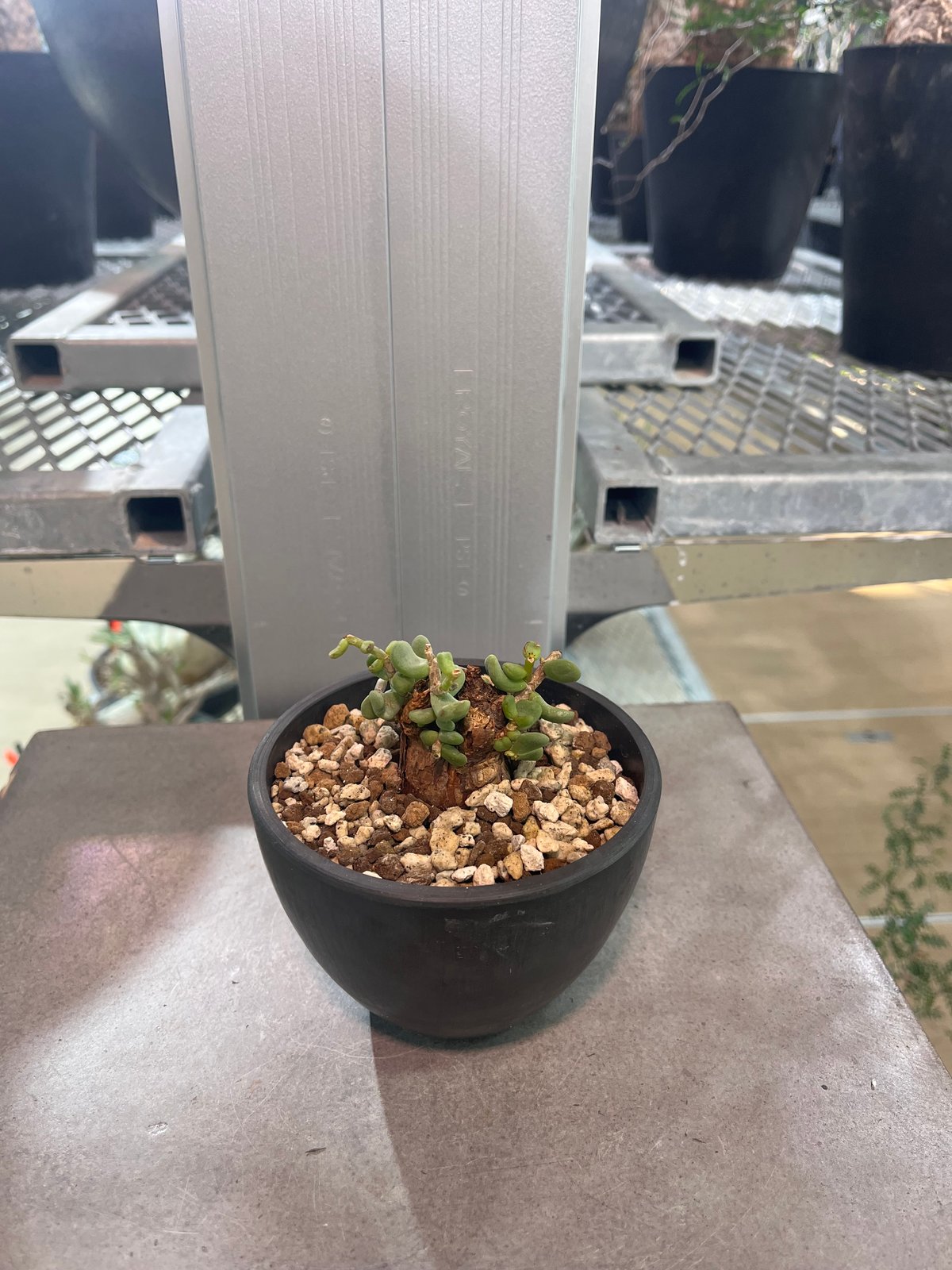 C2 ケラリアピグマエア | KANIK