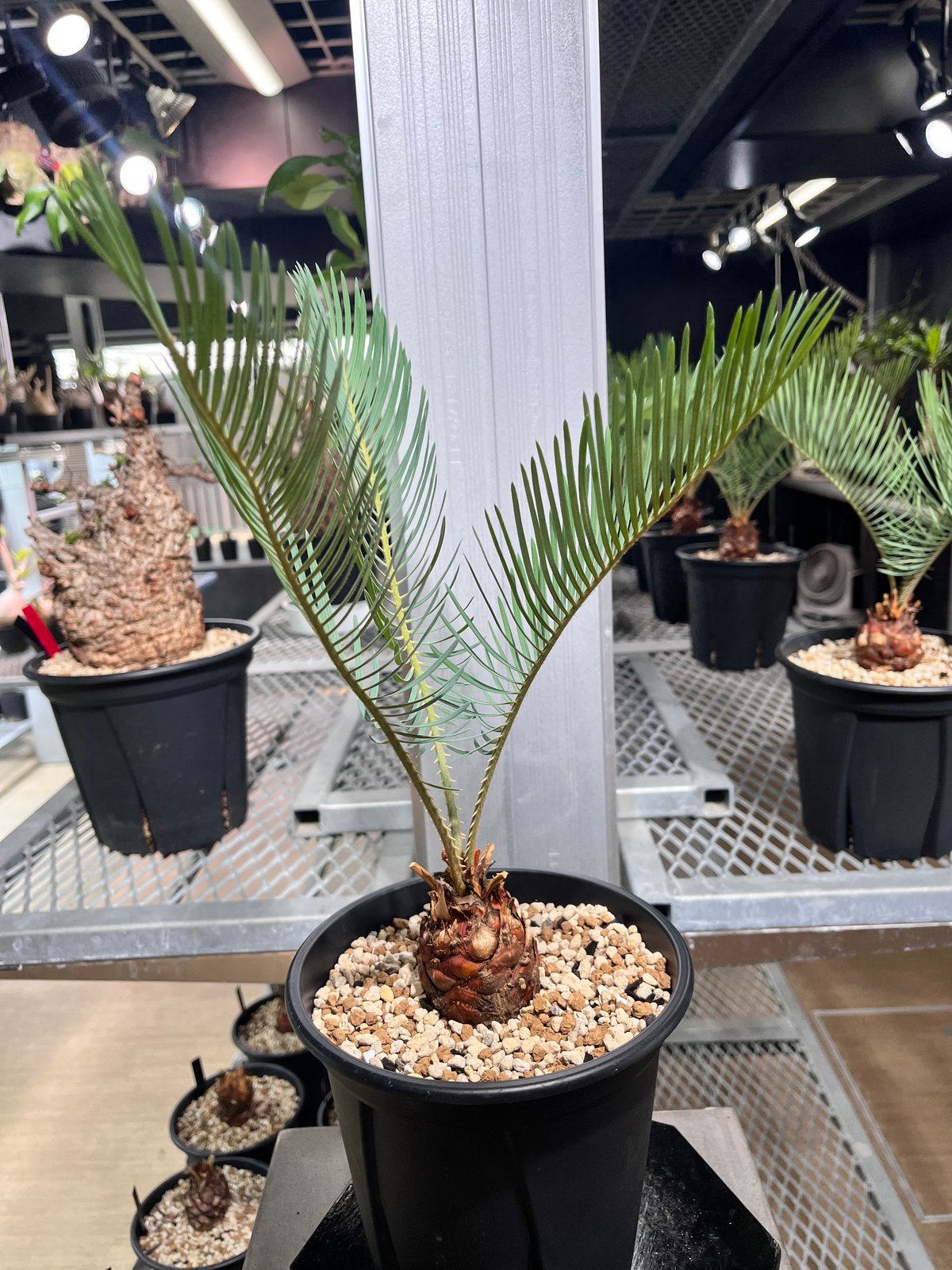 サイカス　カイルンシアナM2 CC2] サイカスカイルンシアナ | KANIK